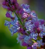 Lilac Closeup_48512